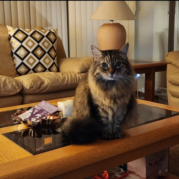 🌟 HOST PICK 🌟 Everything Pets Posh Party 1/2/2024 - Picture 8 of 16